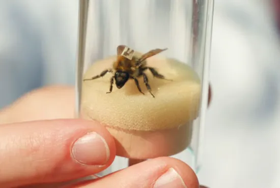 A bee with a tracker attached