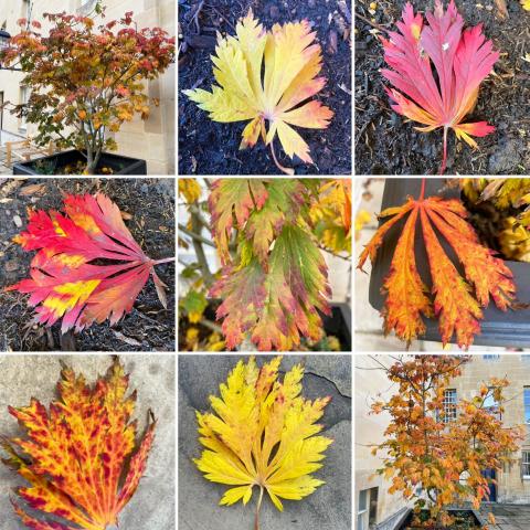 Leaves of the Japanese Maple (Acer japonicum ‘Aconitifolium’) in Blue Boar Quad