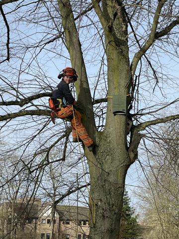 The installation of a bat box