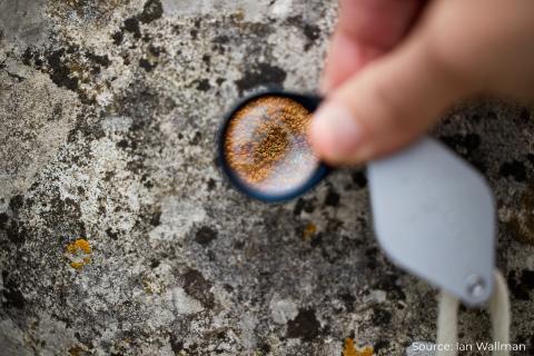 Lichens under a magnifying glass