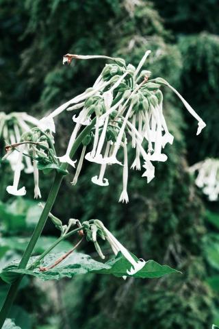 Nicotiana sylvestris