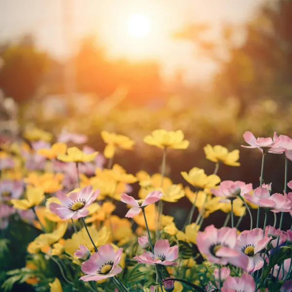 A lush garden of yellow and light pink painted daisies sit against a warm, calm setting sun.