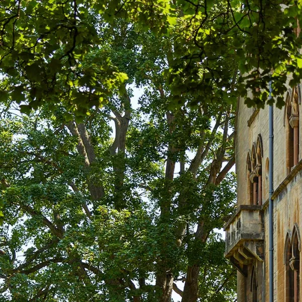 Trees adjacent to Meadows Quad