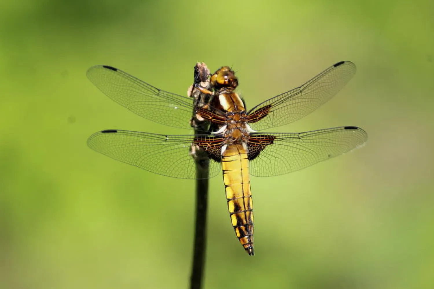 A female Broad-Bodied Chaser Dragonfly in the spring sunshine