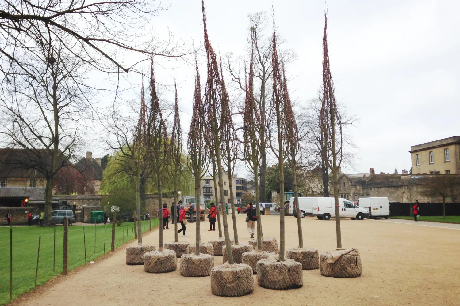 Common Lime trees being prepared for planting